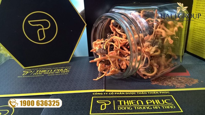 Nơi bán đông trùng hạ thảo nguyên con khô Thiên Phúc HCM