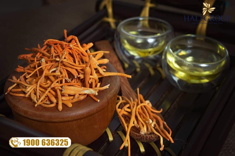 Nhà cung cấp đông trùng hạ thảo khô Kim Cương Vàng sinh khối hộp 10g Tiến Luật